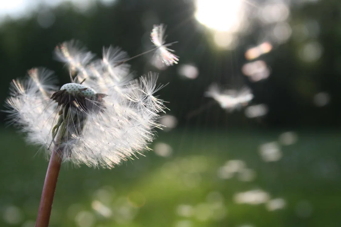 hayfever, pollen, natural cures for hayfever, hayfever season